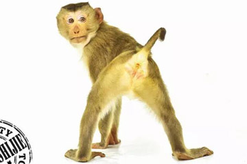 هل تعرف هذه الأنواع من القرود؟
