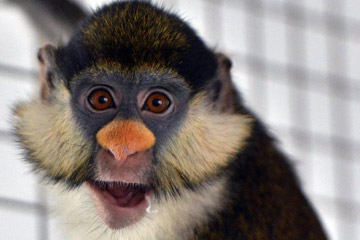 حياة القرود المحبوبة في شتاء بحديقة الحيوانات في هوهيهوت