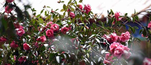 الصين الجميلة: الزهور تتفتح في الثلوج