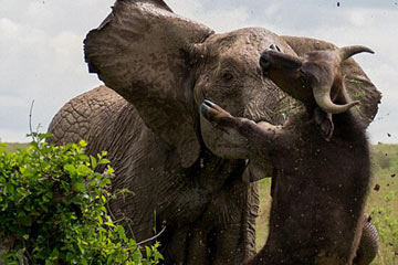 الفيل الأم تهجم على الثور البري لحماية طفلها