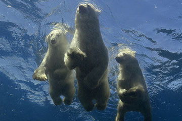 المصور الأمريكي يلتقط صورا للدبة القطبية الأم التي تعلم طفليه السباحة