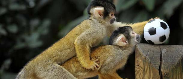 بالصور: الاستمتاع بصور القرود المحبوبة بحلول سنة القرد