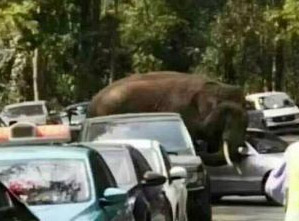 فيل آسيوي بري يقتحم طريقا عاما في يوننان مسببا  أضرارا للسيارات