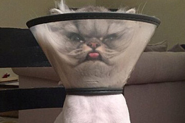 قطة غضيبة تلقي اقبالا واسعا على الانترنت