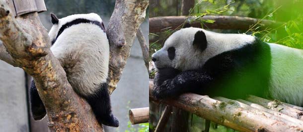 بالصور.. الباندا العملاقة وحياتها السعيدة في جنوب الصين