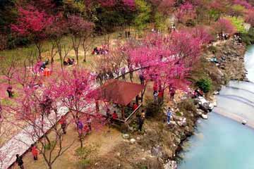 السفر في رومانسية زهور الكرز في مقاطعة فوجيان