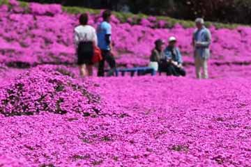 رجل كبير السن في اليابان يزرع بحر الزهور لزوجته الصماء