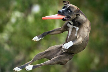 صور الكلاب المضحكة في لعبة الصحن الطائر