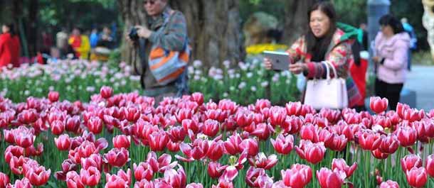 تفتح زهور التوليب في جنوبي الصين