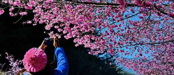الصين الجميلة: التمتع بأزهار الكرز في بداية الربيع بتايوان