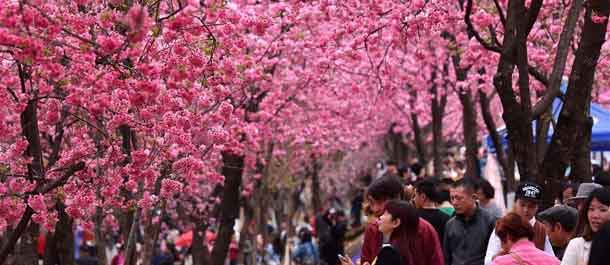 الصين الجميلة: زهور الكرز تتفتح في جنوب غربي الصين