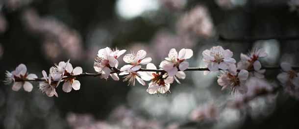 تفتح زهور الكرز في حديقة يويوانتان في بكين