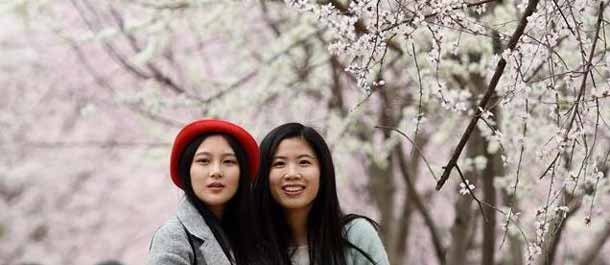 استقبال الربيع في جمال زهور الكرز في بكين