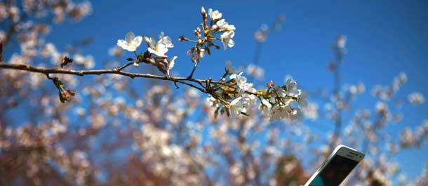 الصين الجميلة: جمال زهور الكرز يزيد حيوية للربيع