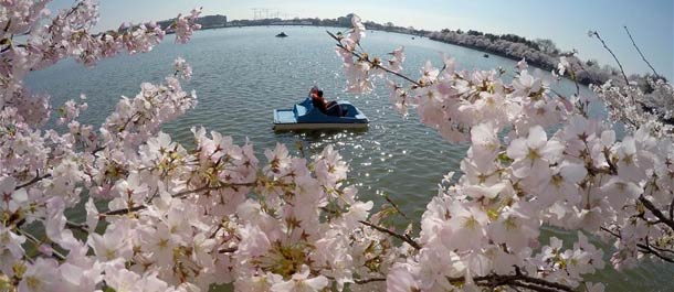 أزهار الكرز تجذب السياح للاستمتاع بها في واشنطن