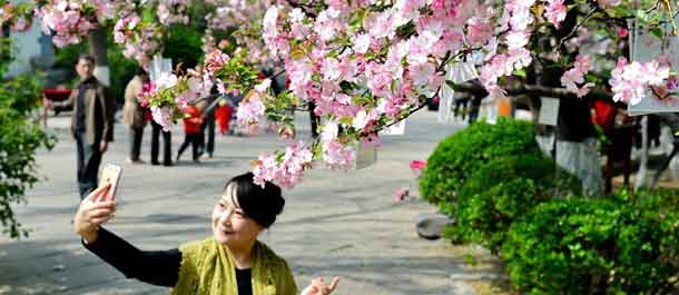 تفتح زهور بيغونيا في جينان