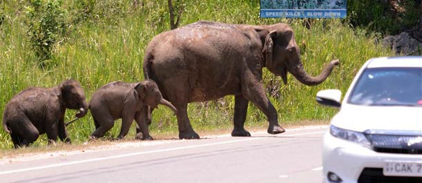 أفيال برية تمر ممر الفيل في سريلانكا