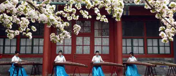 التمتع بسحرة الثقافة الصينية في حضن زهور البيجونيا