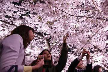 الزوار يستمتعون بجمال زهور الكرز في اليل بطوكيو