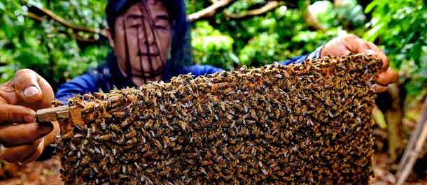 بالصور:مربيو النحل في تايوان
