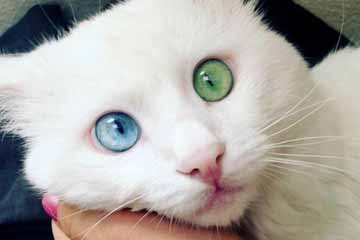 القطة ذات عينين مختلفتي اللون