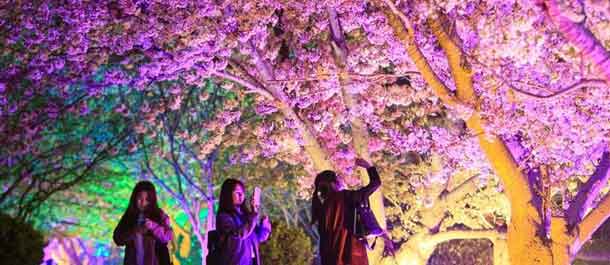 الصين الجميلة: التمتع بزهور الكرز في الليل في داليان