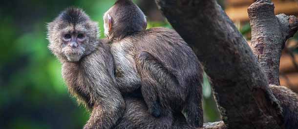 القرود المحبوبة من قارة أمريكا الجنوبية تلقى إقبالا في قوانغتشو