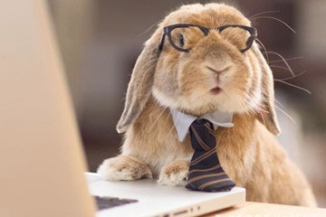 الأرنب المرتدي بدلة يتلقى اقبالا واسعا على الانترنت