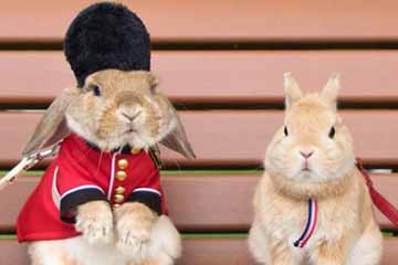 الأرنب المحبوب يلقى اقبالا على الانترنت