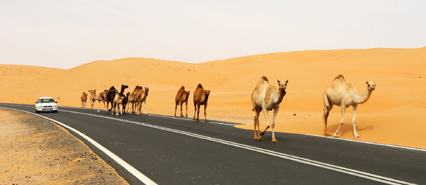 اللحظات عن صحراء ليوا الإماراتية العظيمة
