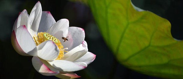 الصين الجميلة: زهور اللوتس في تايبي
