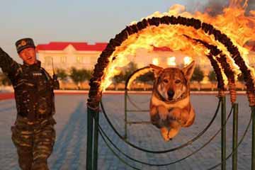 التدريب للتعاون بين الجنود وكلاب الشرطة في الصين