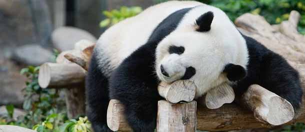 اقامة المعرض الفني الدوري لعالم الباندا العملاقة في هونغ كونغ