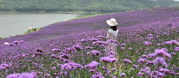 الصين الجميلة: بحر الأزهار البنفسجية يجذب الزوار في مقاطعة بوسط الصين