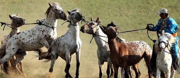 مركز الخيول الصيني يستضيف مسابقة تصوير الخيول