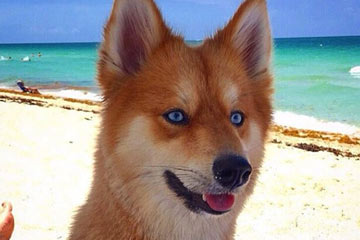 الكلب المتشبه ثعلبا يتلقى إقبالا واسعا على الإنترنت في أمريكا