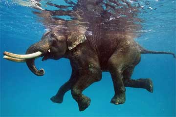صور سباحة الفيل تحت الماء من مصور روسي