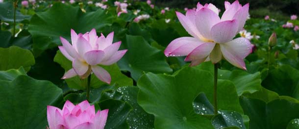 الصين الجميلة:تفتح زهور اللوتس الفضائية