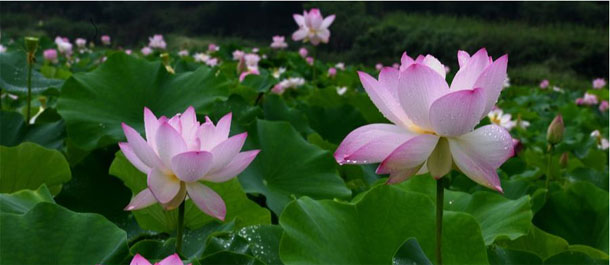 الصين الجميلة: زهور اللوتس الجميلة تفتّحت في مقاطعة جيانغشى