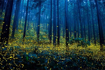 العديد من اليراعة تجمع في غابة ليلة الصيف في اليابان