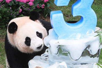 حديقة الحيوانات في كوريا الجنوبية تصنع كعكة للاحتفال بعيد ميلاد الباندا