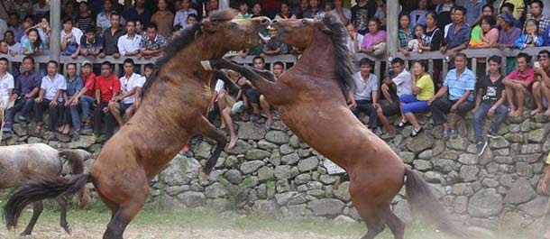 مهرجان مصارعة الخيول في جنوبي الصين