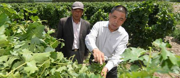 تاجر صيني يقوم بتخمير نبيذ لافيت الصيني في سفوح جبل خلان