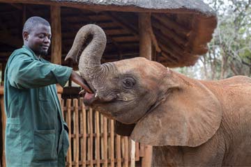طفل الفيل المحبوب يلعب مع "والده"