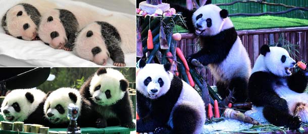 الصين تحتفل بعيد الميلاد الثاني لثلاثة توائم من حيوان الباندا