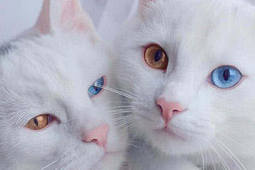القطتان المحبوبتان تحصلان على إقبالا واسعا على الانترنت