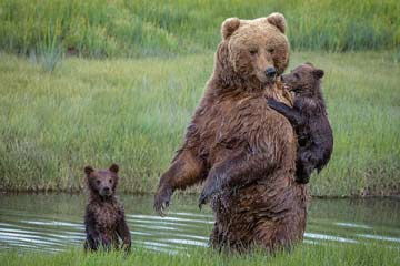 اجتماع عائلة الدببة البنية