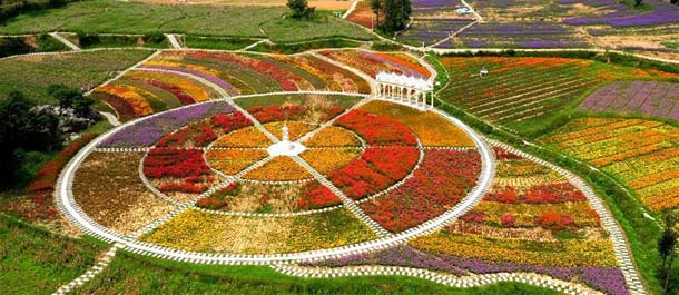 الصين الجميلة:حقول أزهار ملونة بوسط الصين