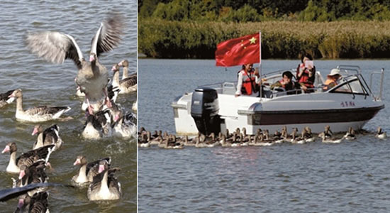 المدنيون يتمتعون بالأوقات السعيدة مع الطيور في نينغشيا