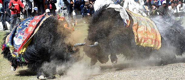مصارعة الثيران على هضبة التبت